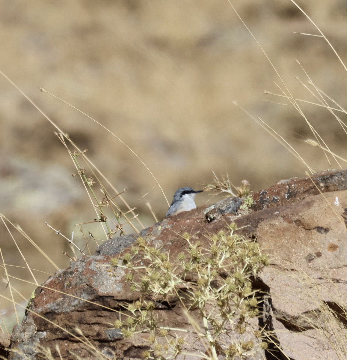 Western Rock Nuthatch - ML642269649