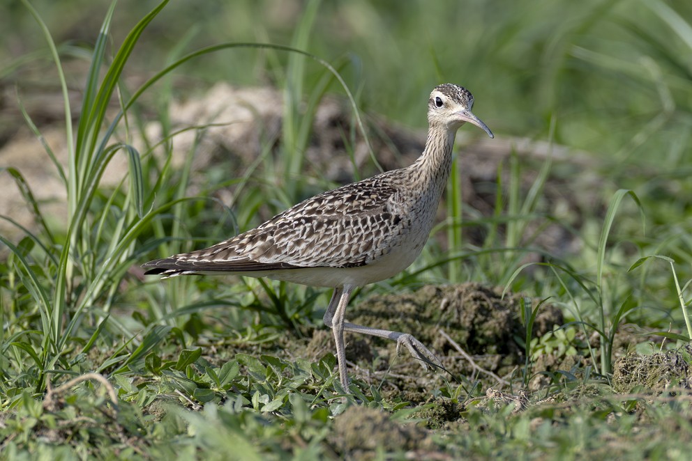 Little Curlew - ML642269699