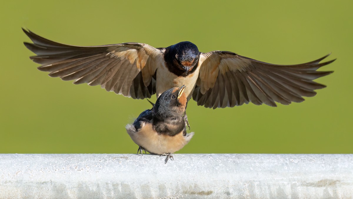 vlaštovka obecná (ssp. rustica) - ML642269721