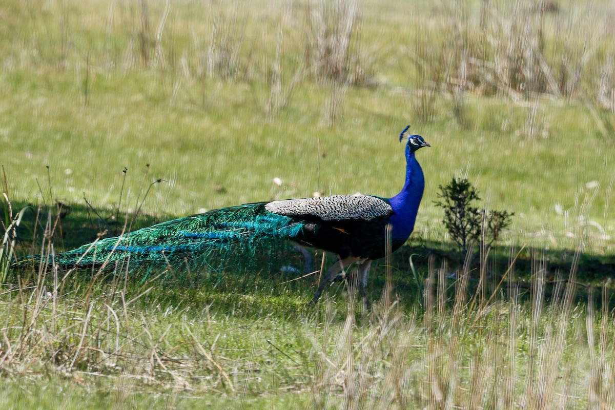 Indian Peafowl - ML642269727