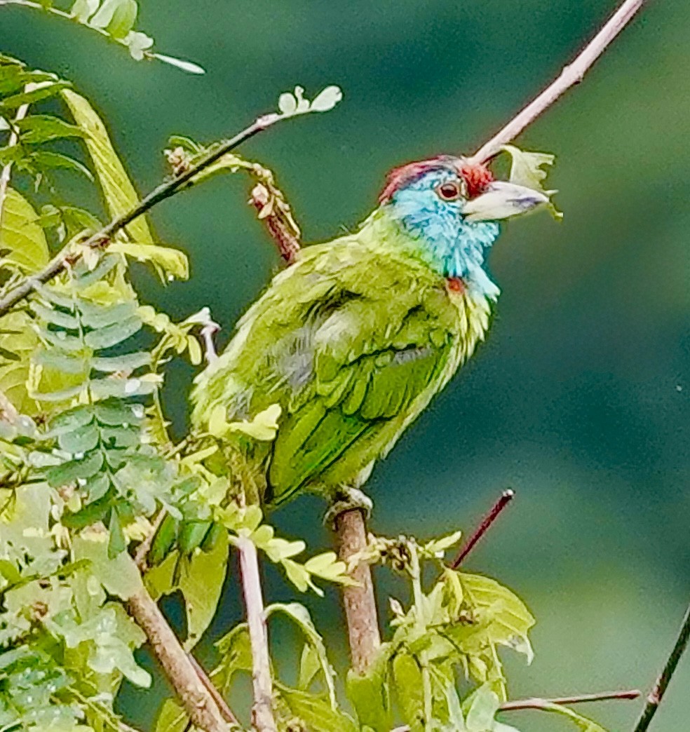 Blue-throated Barbet - ML642269730