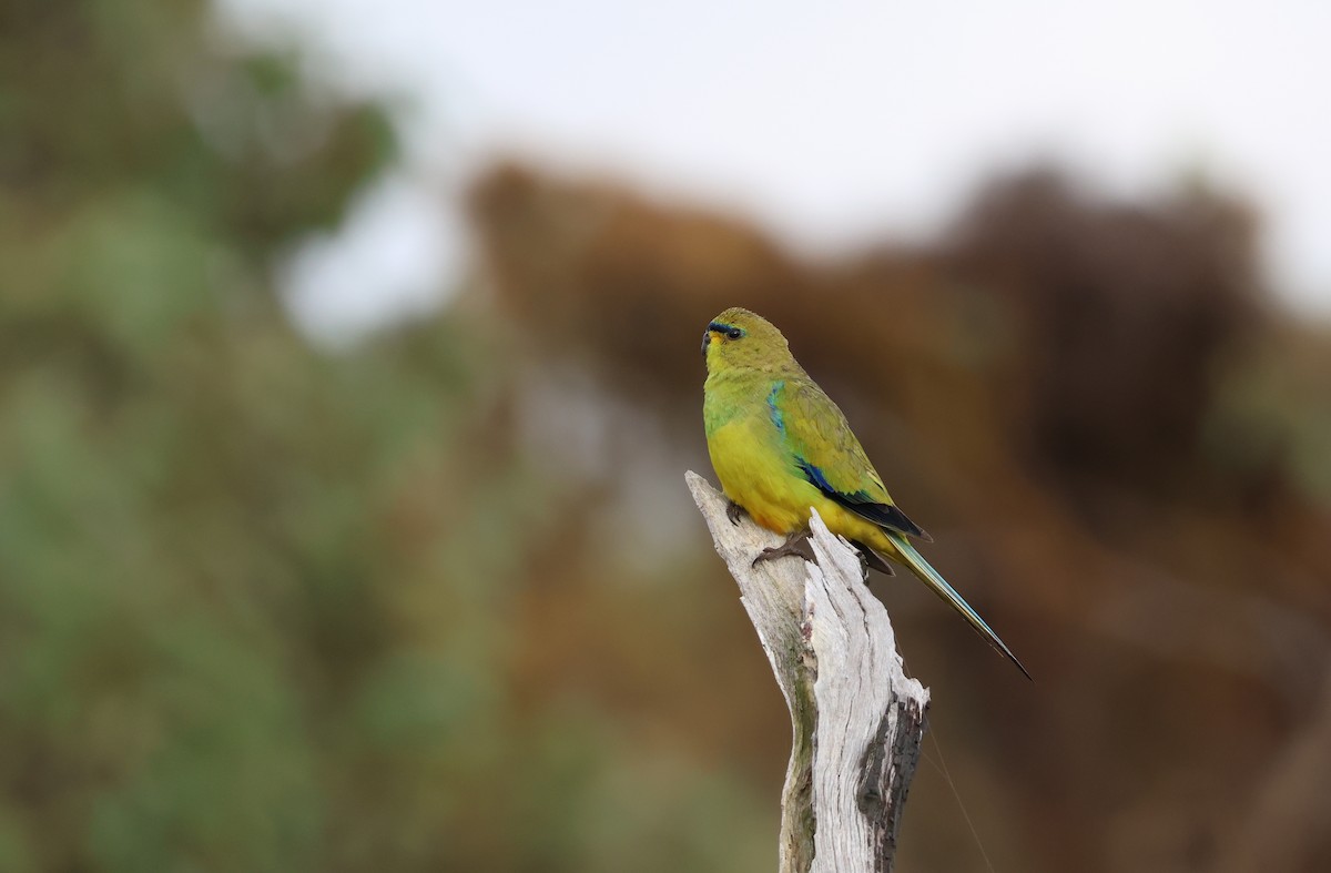 Elegant Parrot - ML642269749