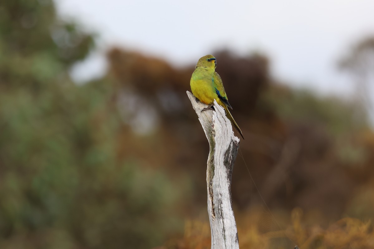 Elegant Parrot - ML642269753
