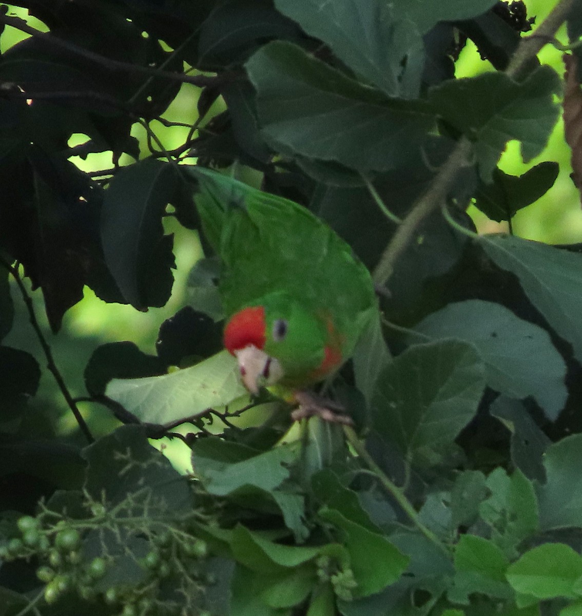 Scarlet-fronted Parakeet - ML642269762