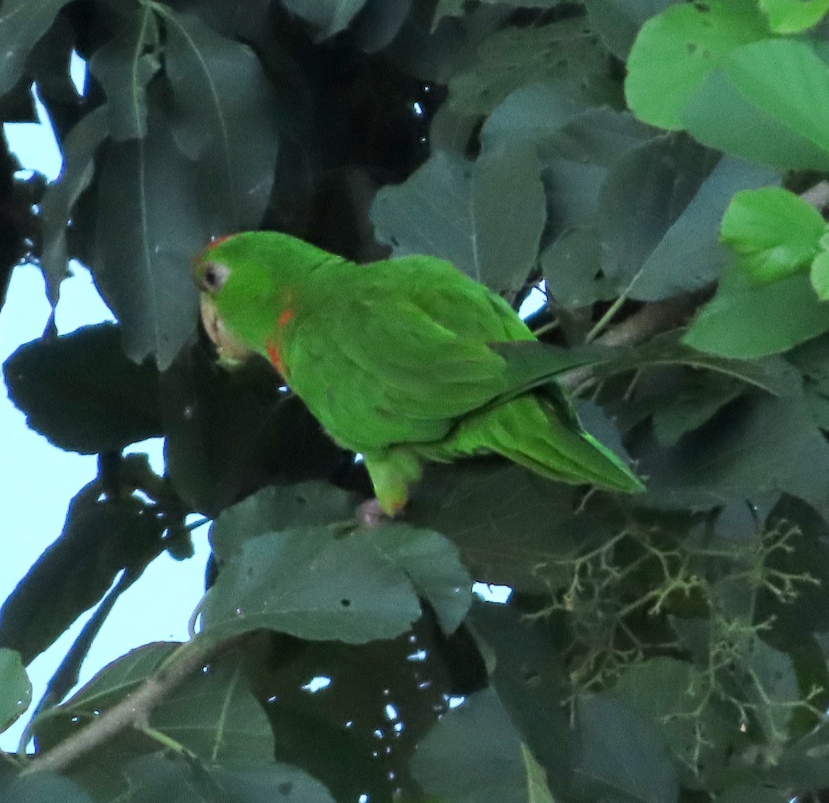 Scarlet-fronted Parakeet - ML642269763