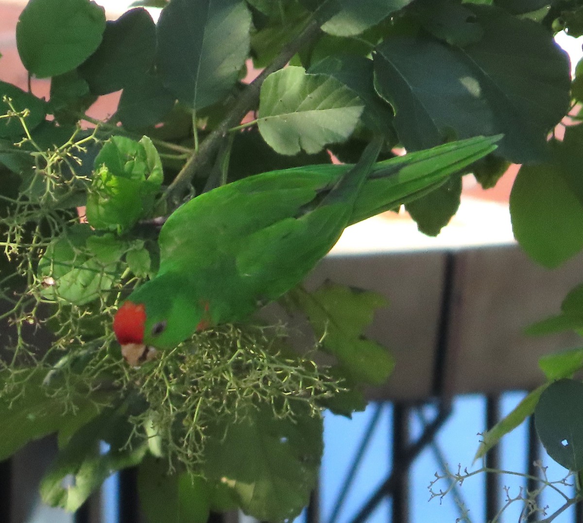 Scarlet-fronted Parakeet - ML642269764