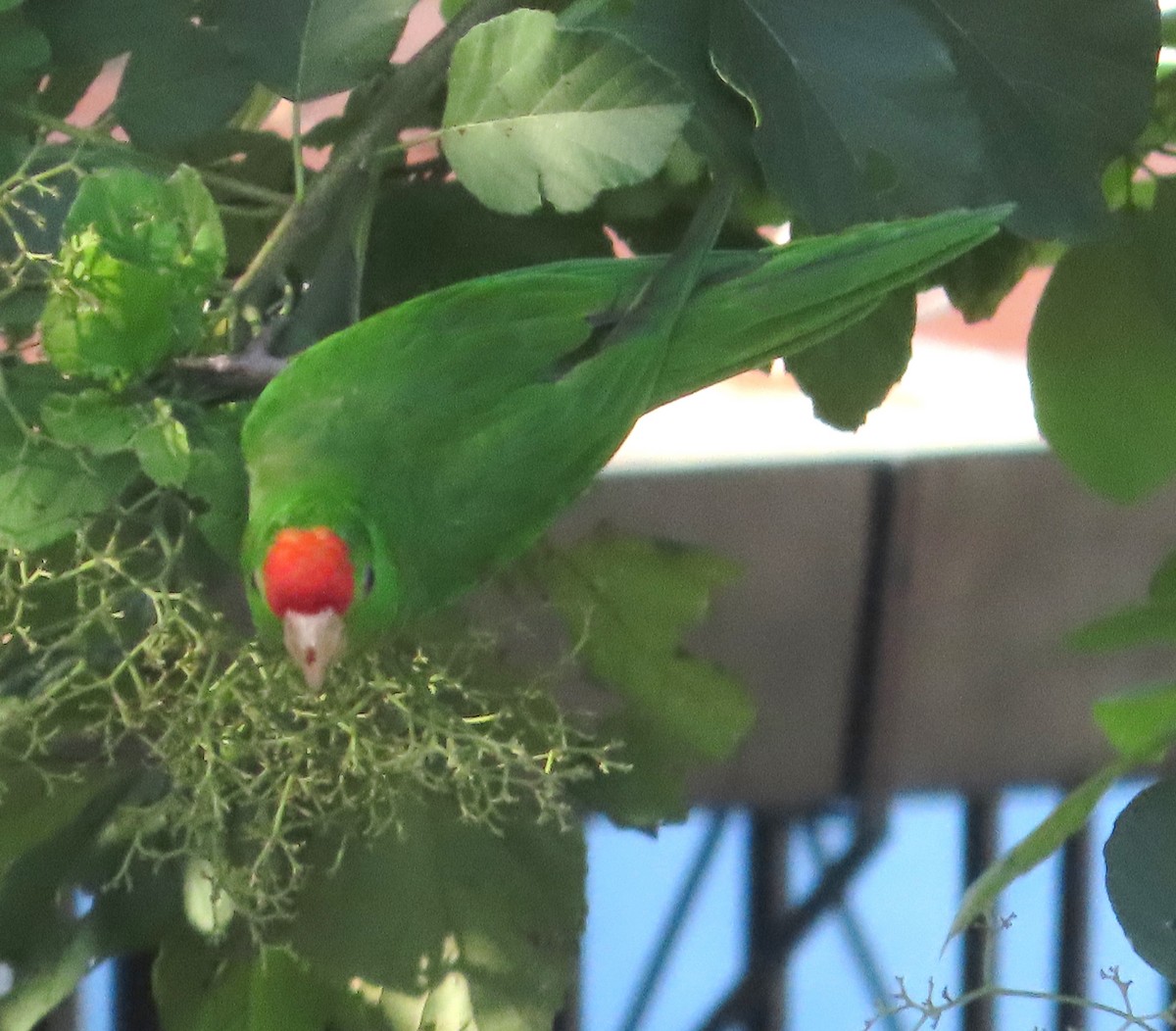 Scarlet-fronted Parakeet - ML642269765