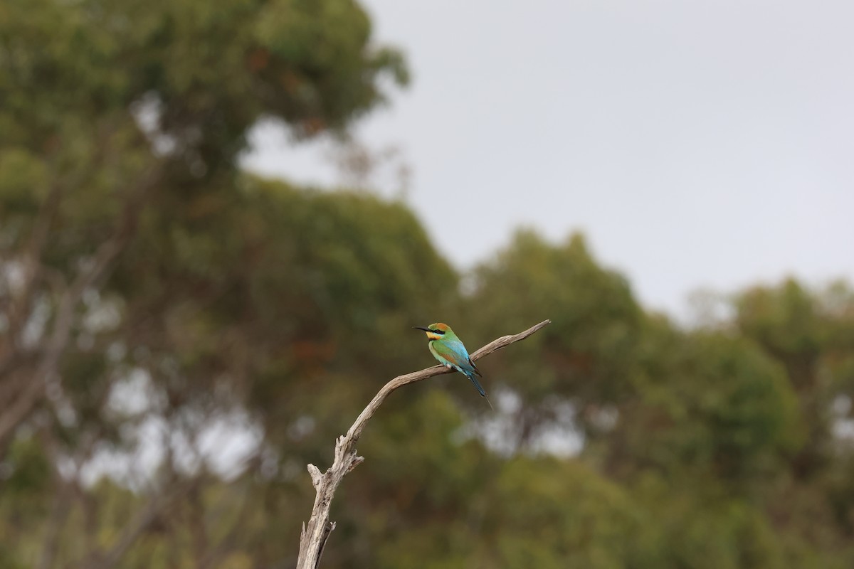 Rainbow Bee-eater - ML642269777