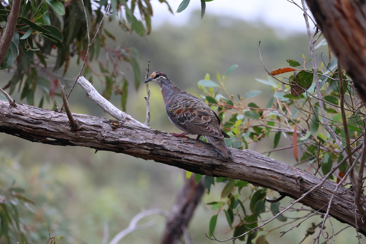 Common Bronzewing - ML642269805