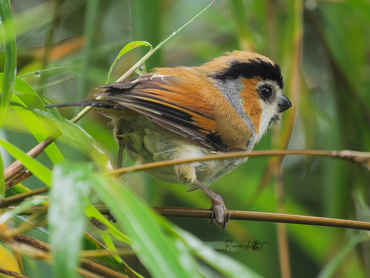 Black-throated Parrotbill - ML642269808