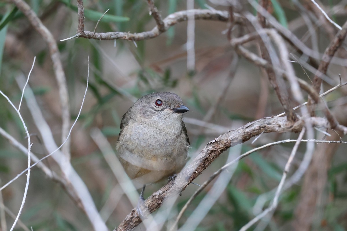 Golden Whistler (Western) - ML642269812