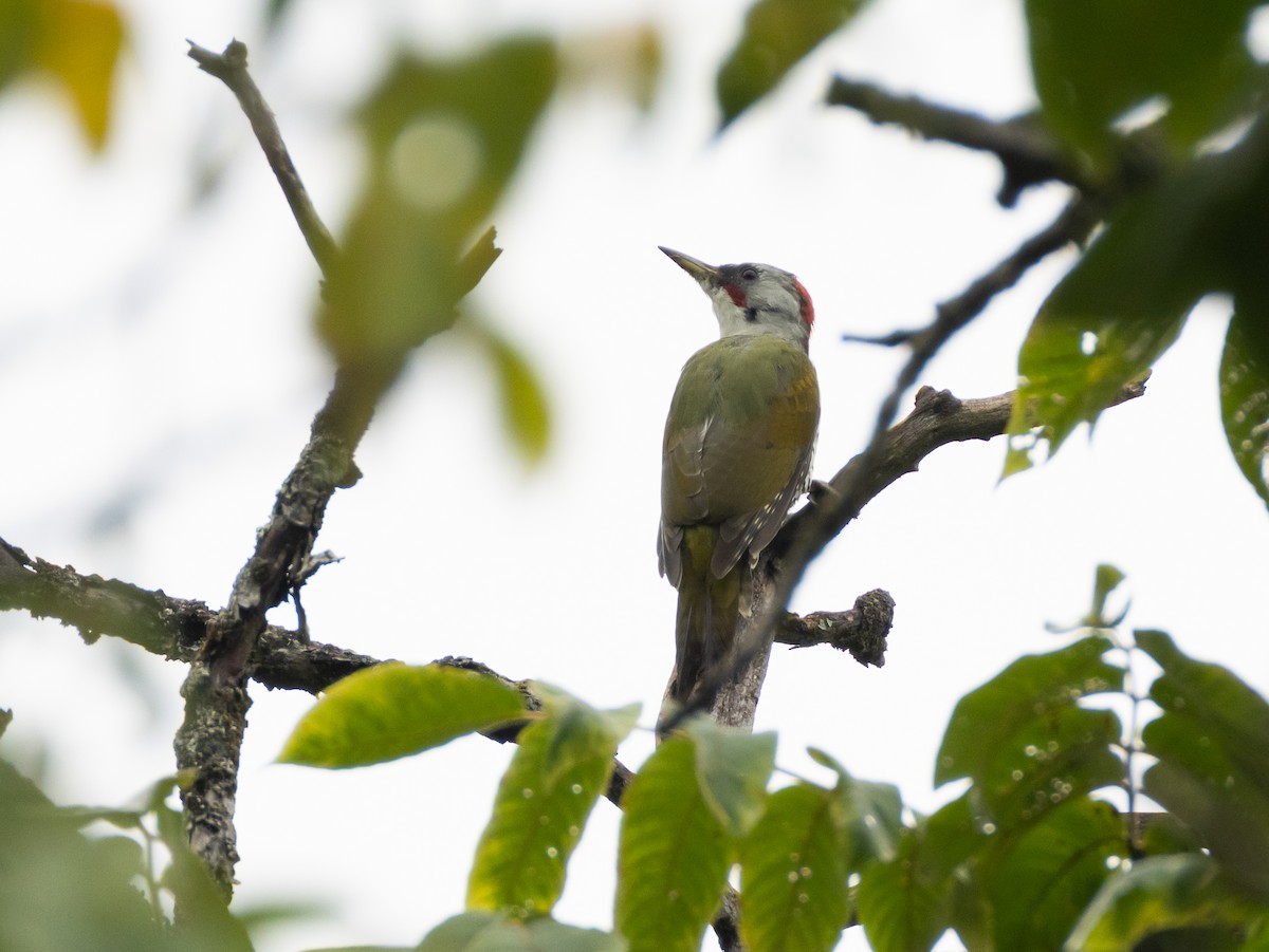 Japanese Woodpecker - ML642269825