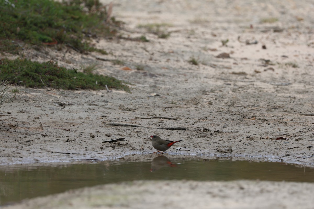 Beautiful Firetail - ML642269829