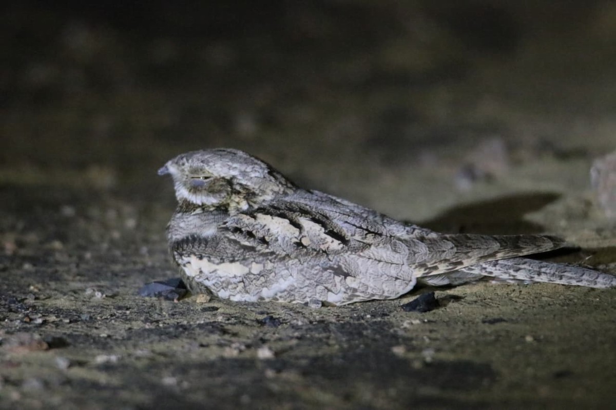 Eurasian Nightjar - ML642269838