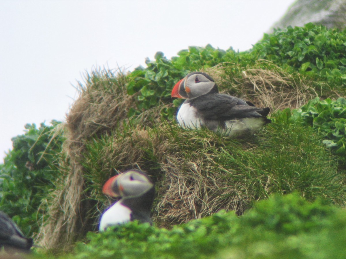 Atlantic Puffin - ML642269839