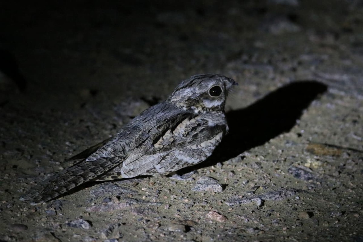 Eurasian Nightjar - ML642269844