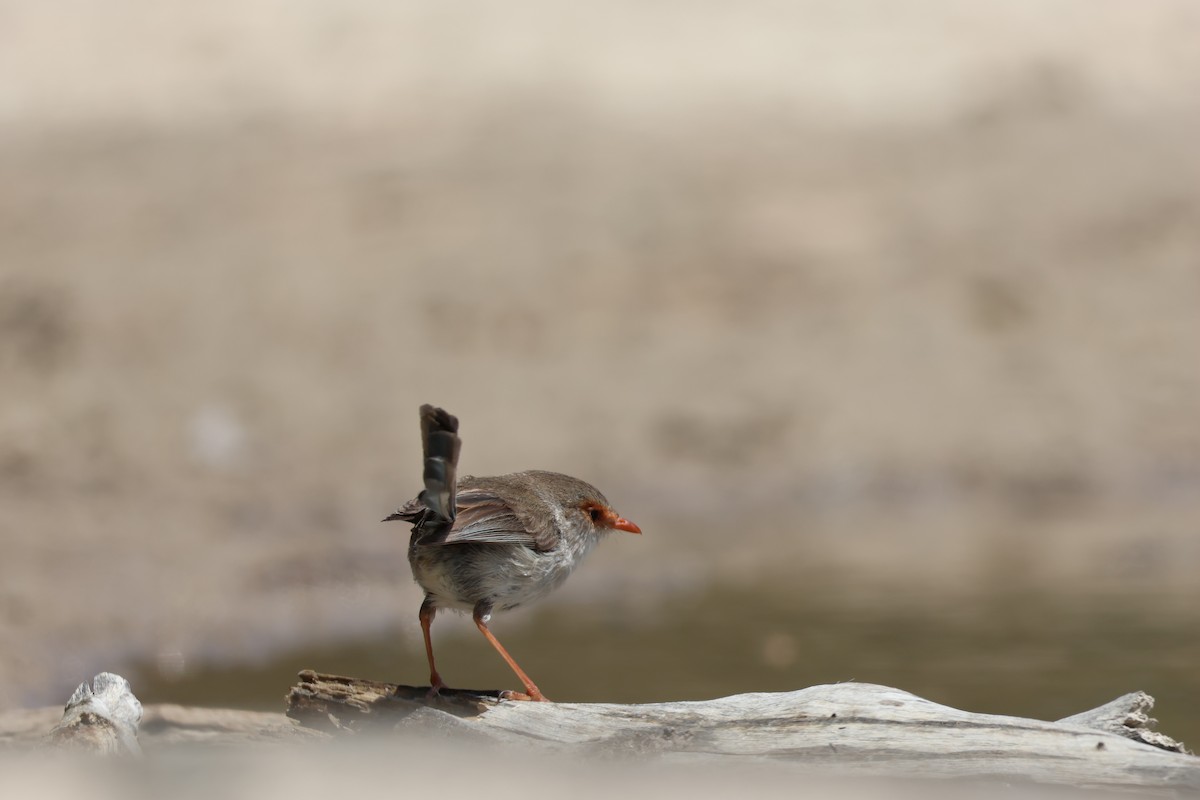 Superb Fairywren - ML642269846