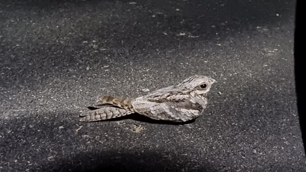 Eurasian Nightjar - ML642269848