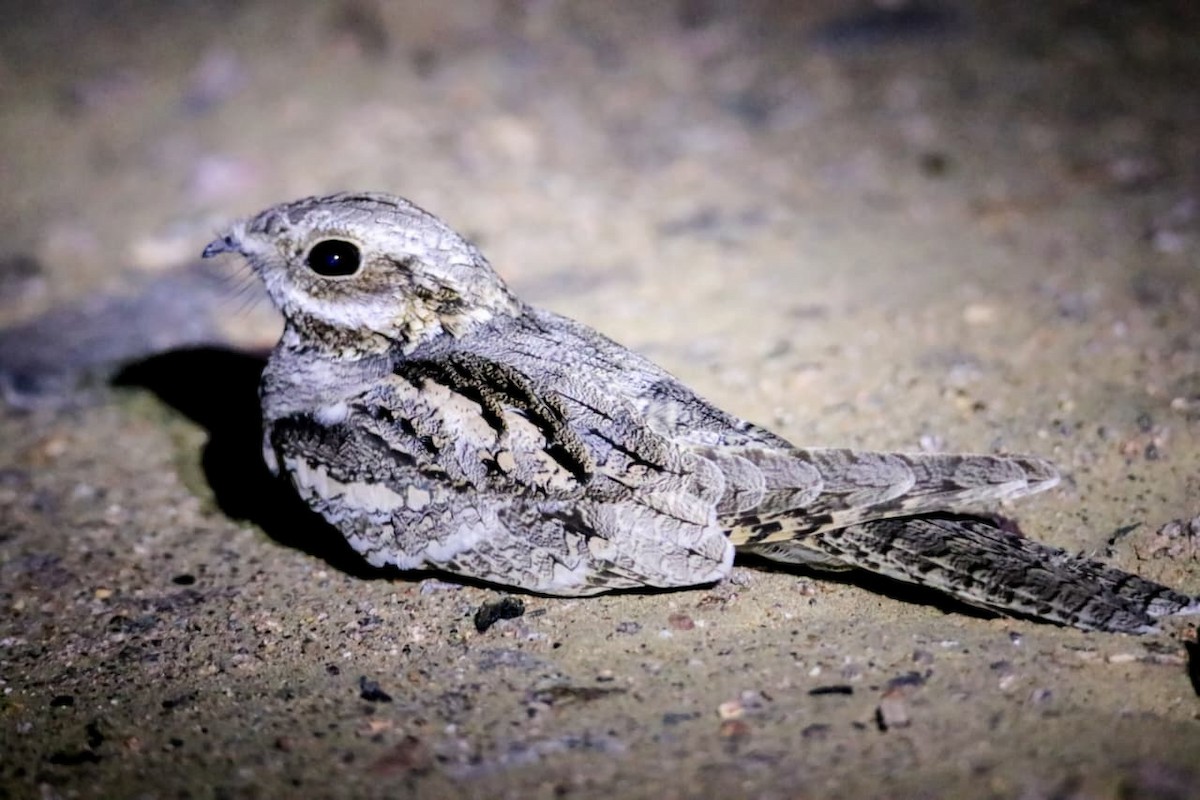 Eurasian Nightjar - ML642269851