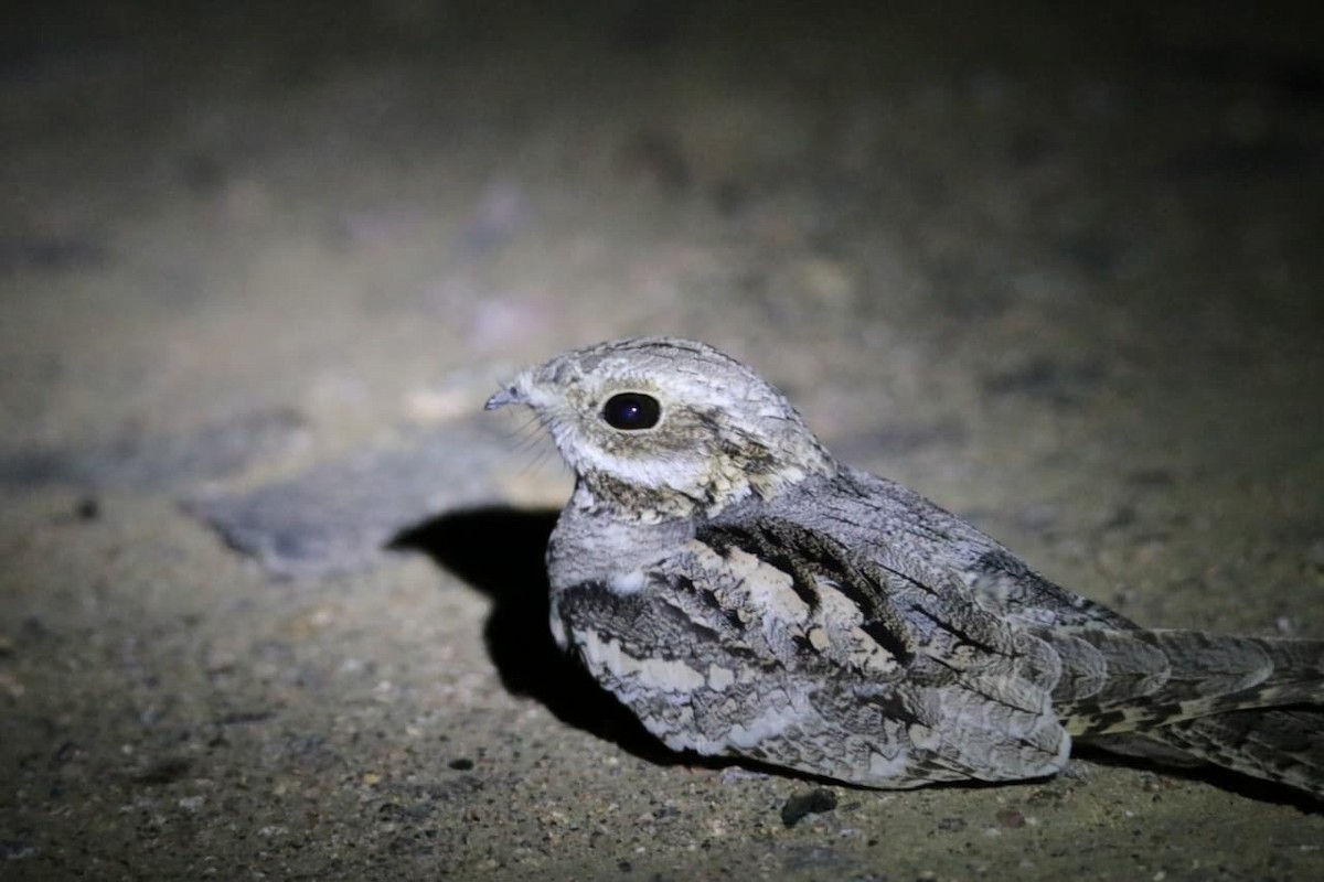 Eurasian Nightjar - ML642269852
