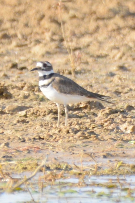 Killdeer - ML642269882