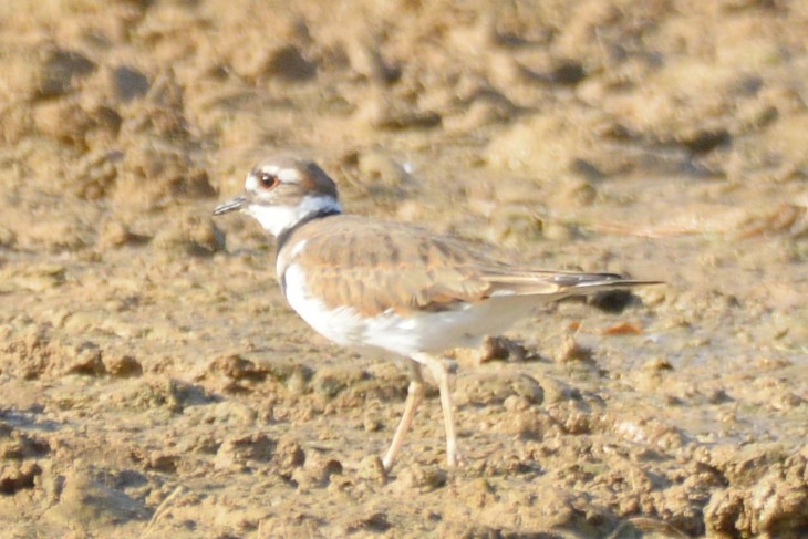 Killdeer - ML642269883