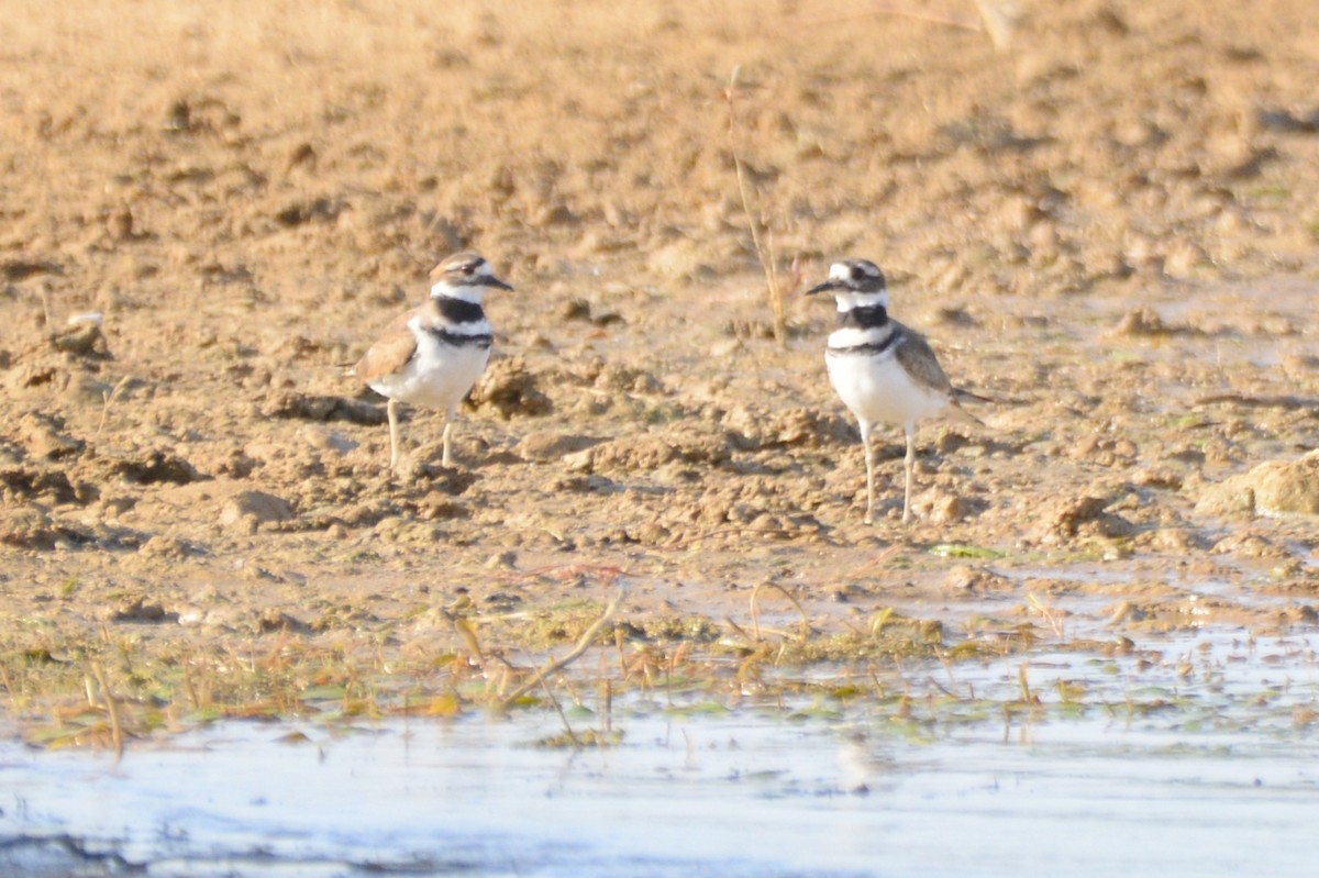Killdeer - ML642269884