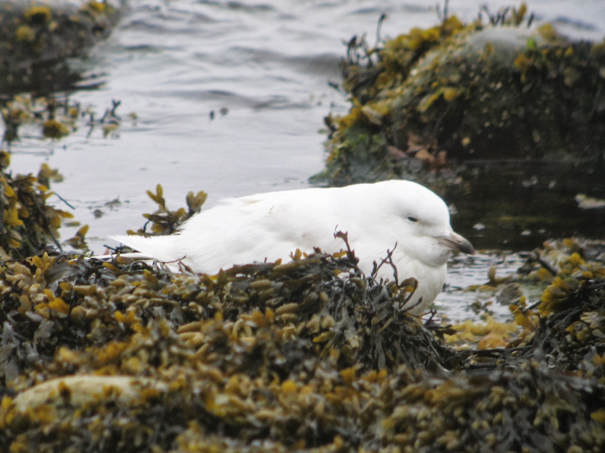 Iceland Gull - ML642269897
