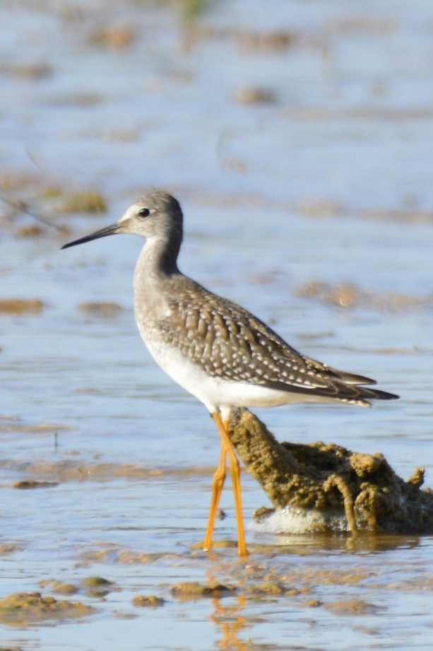 Lesser Yellowlegs - ML642269906