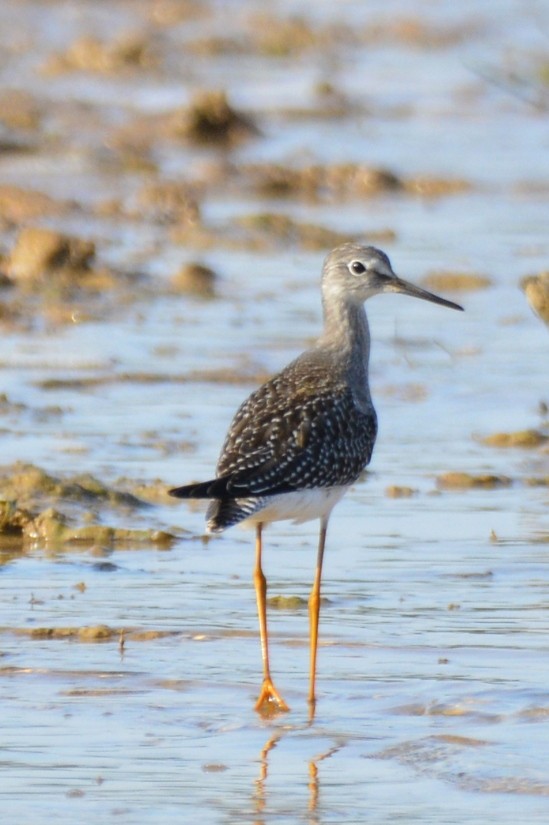 Lesser Yellowlegs - ML642269908