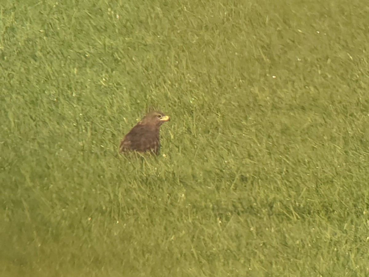 Buse variable (buteo) - ML642269911