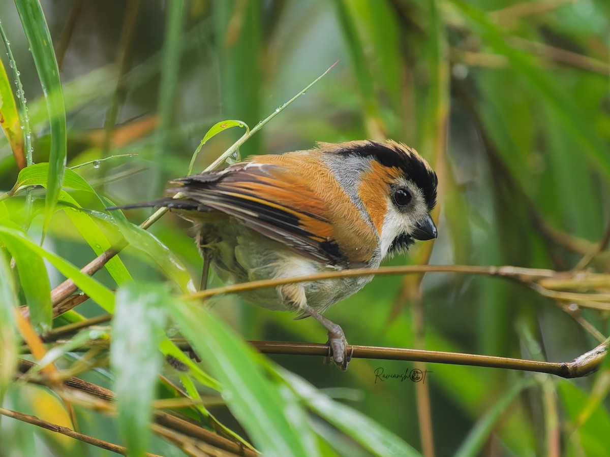 Black-throated Parrotbill - ML642269914
