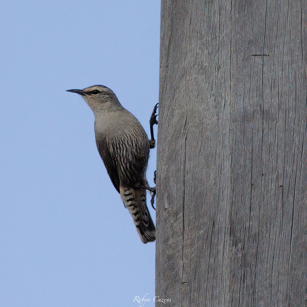 White-browed Treecreeper - ML642269915