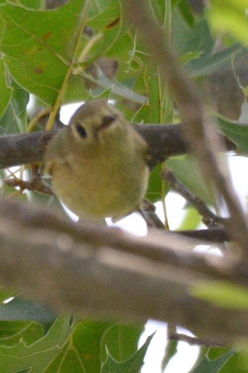 Ruby-crowned Kinglet - ML642269917