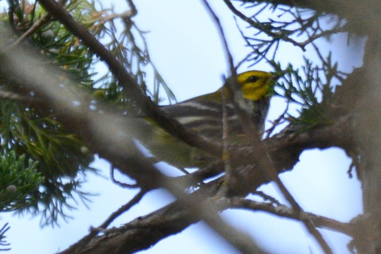 Black-throated Green Warbler - ML642269924