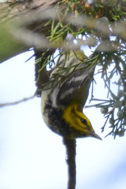 Black-throated Green Warbler - ML642269925