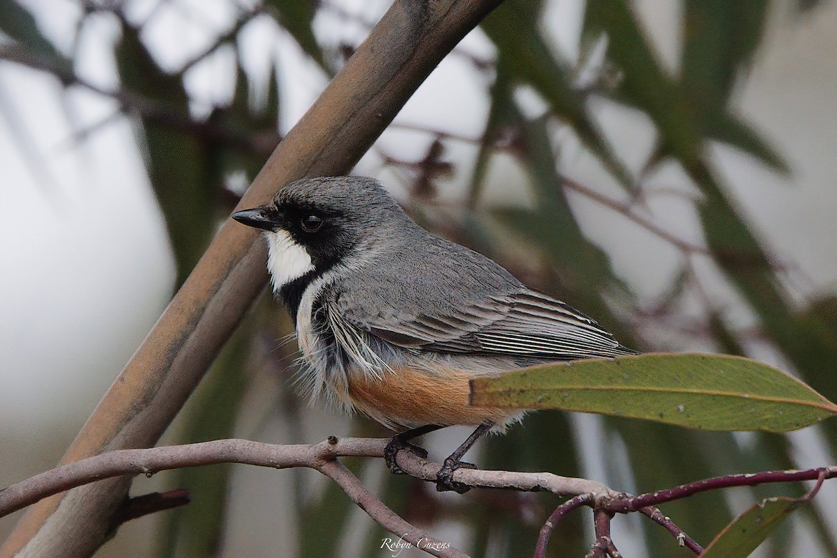 Rufous Whistler - ML642269926