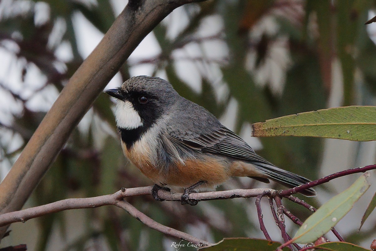 Rufous Whistler - ML642269927