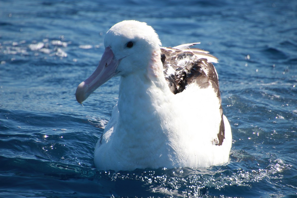 Antipodean Albatross (Gibson's) - ML642269959