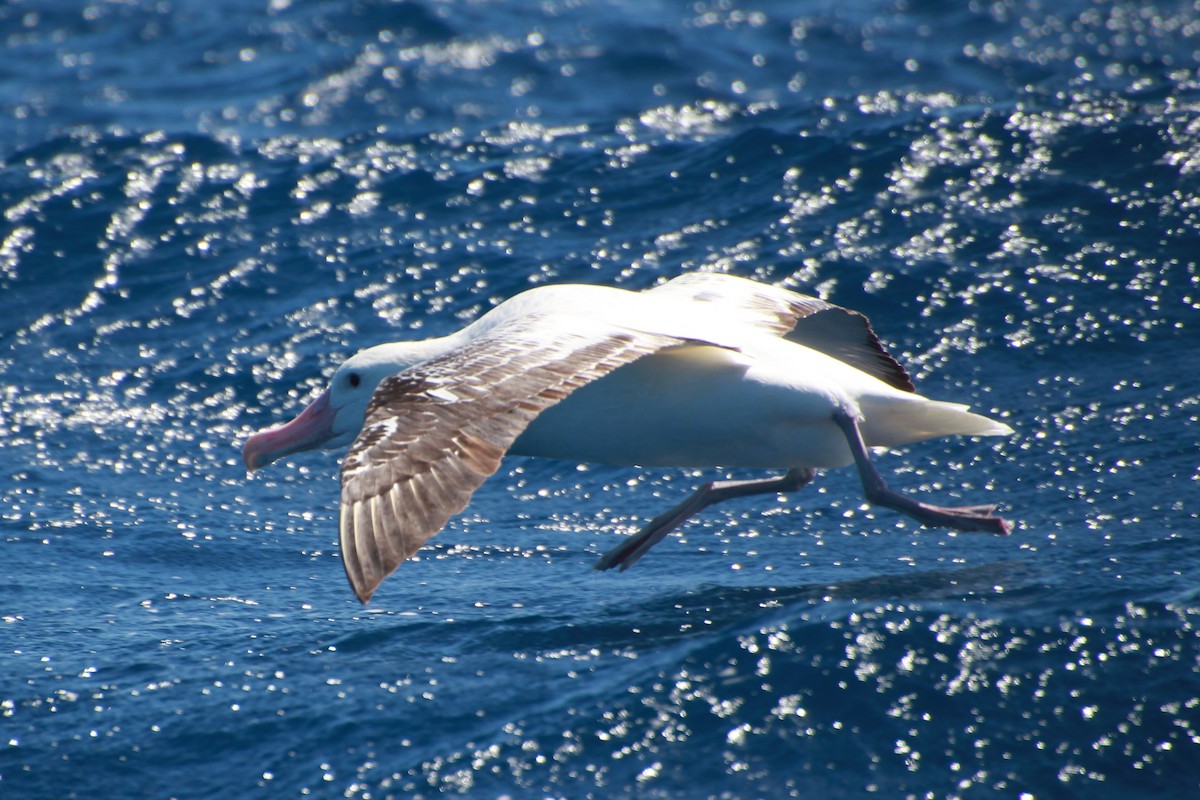 Antipodean Albatross (Gibson's) - ML642269961