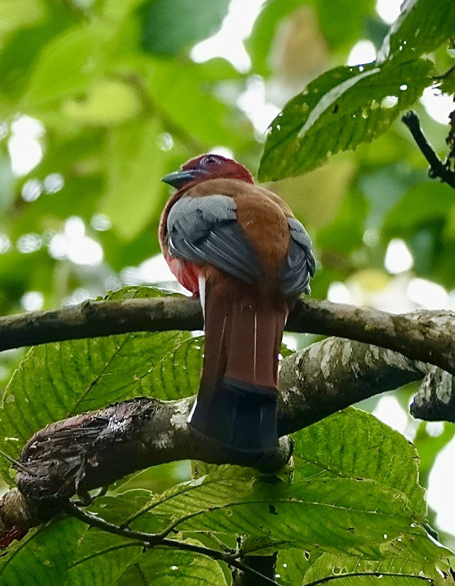 Red-headed Trogon - ML642269964