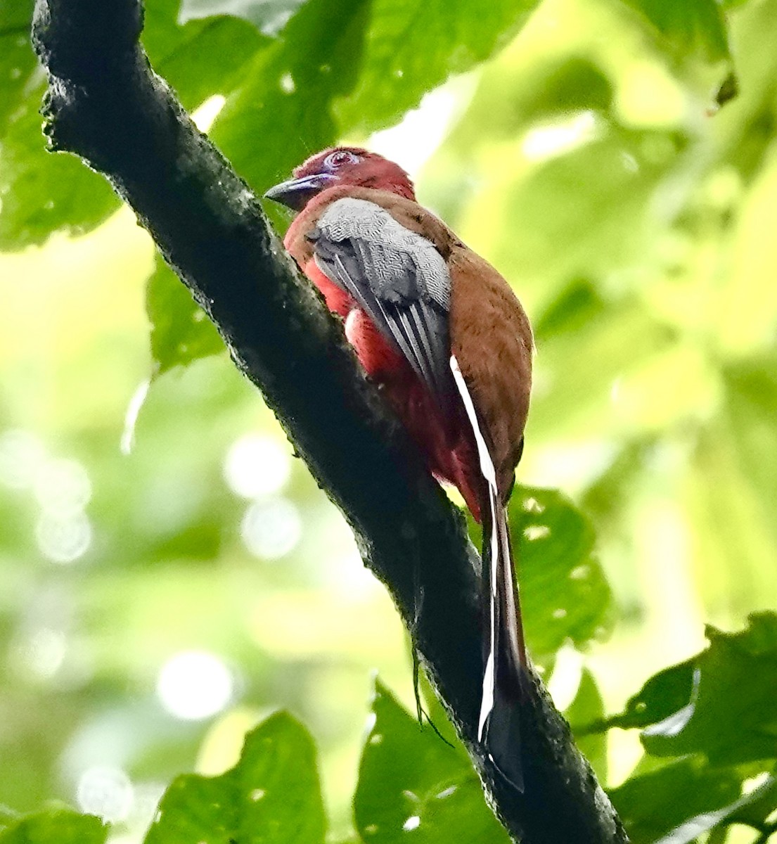 Red-headed Trogon - ML642269965