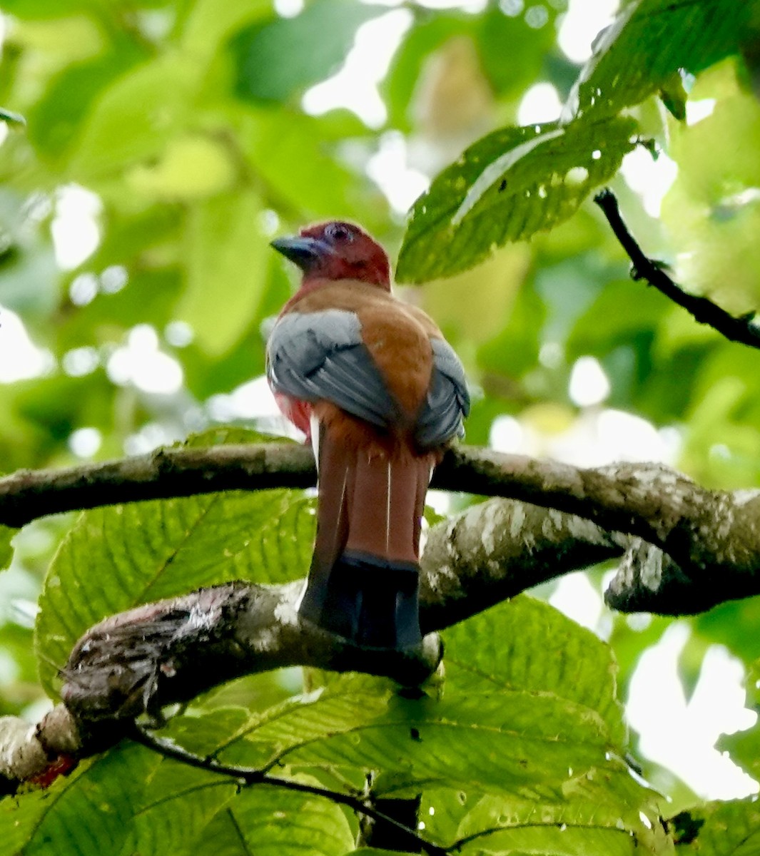 Red-headed Trogon - ML642269966