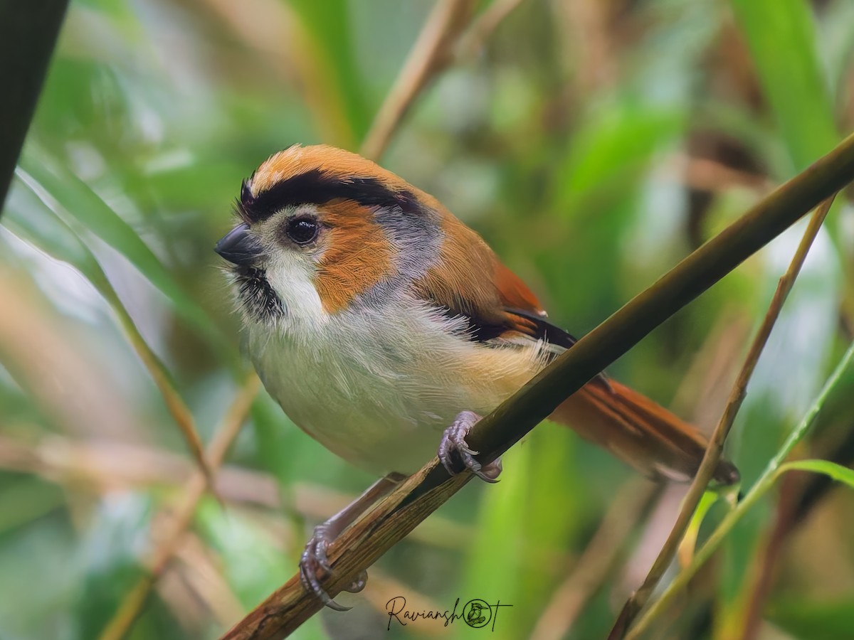 Black-throated Parrotbill - ML642269974
