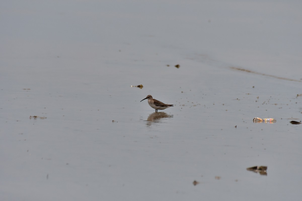 Curlew Sandpiper - ML642269978