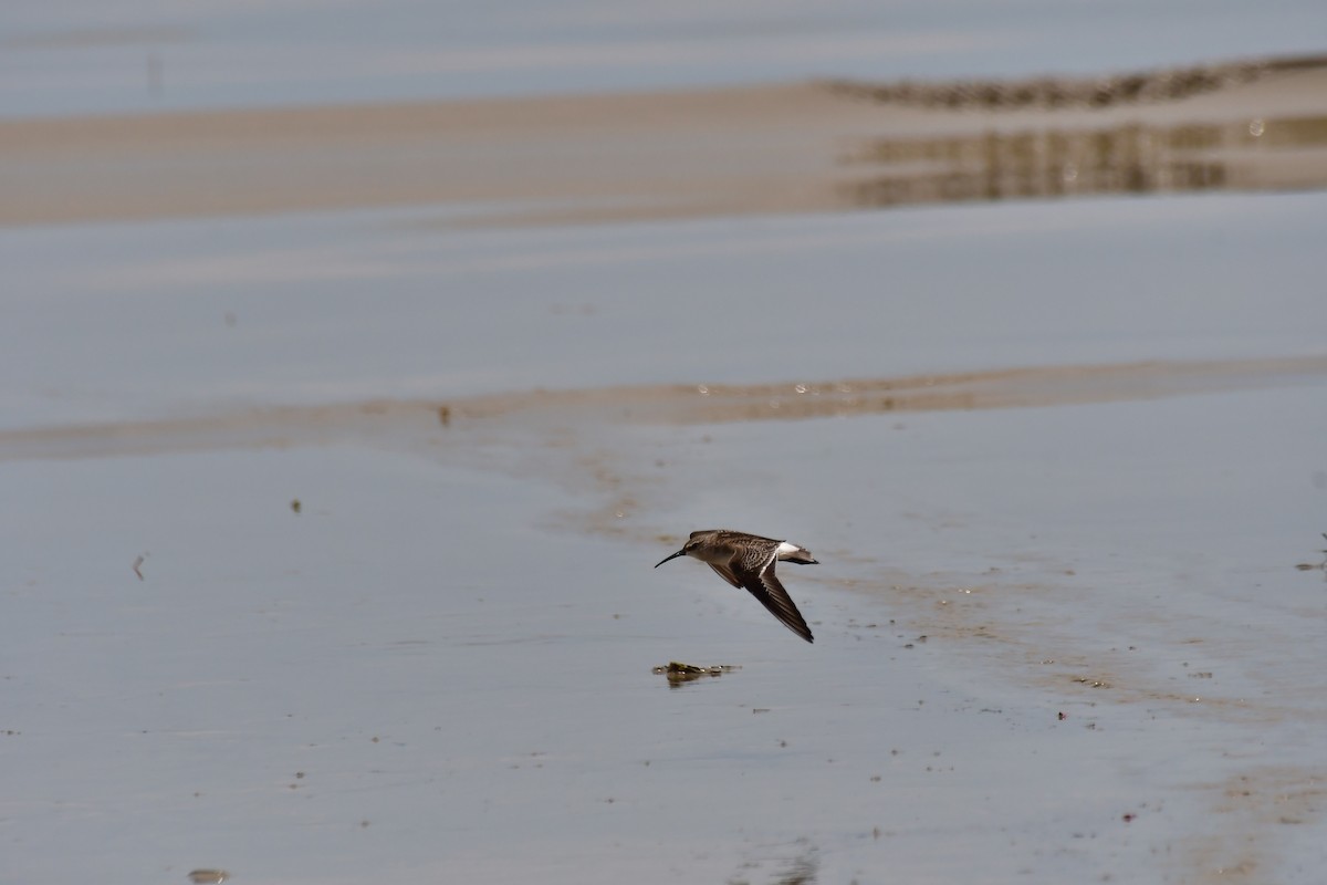 Curlew Sandpiper - ML642269979