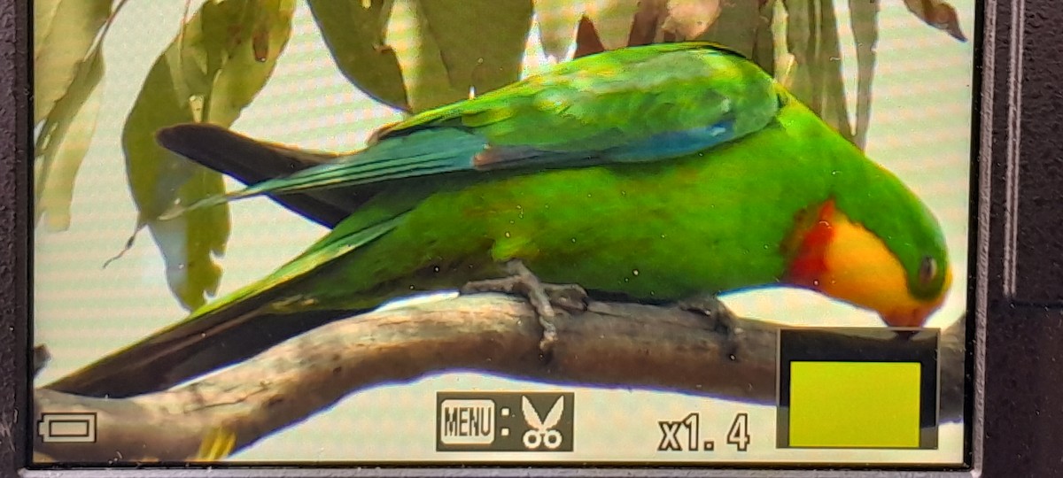 Superb Parrot - ML642269981