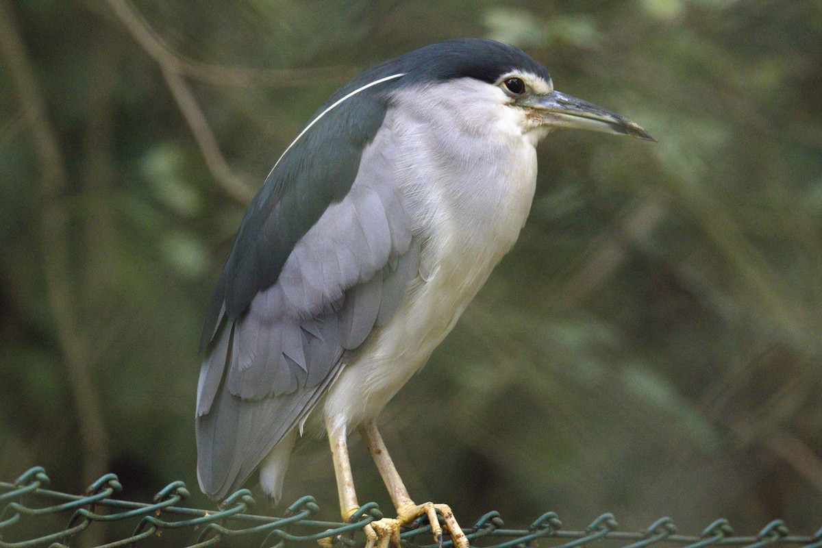 Black-crowned Night Heron - ML642269984