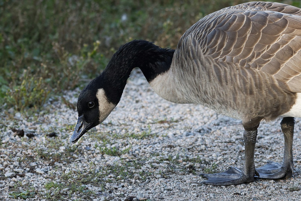 Canada Goose - ML642270022