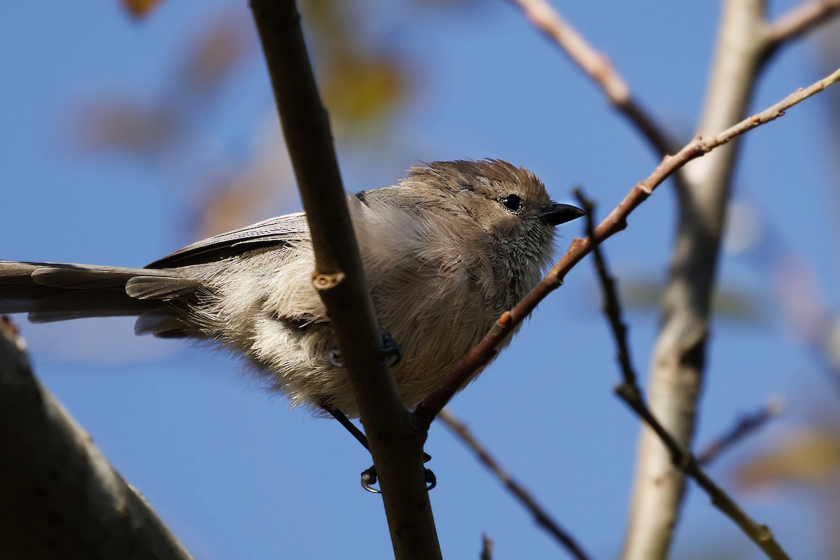 Bushtit - ML642270028